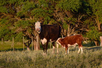 Fototapeta na wymiar Cow calf in Argentine countryside,La Pampa Province, Argentina.