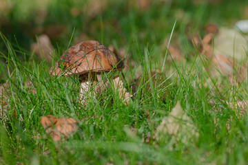 Boletus mushroom in green grass, sunny day, close-up