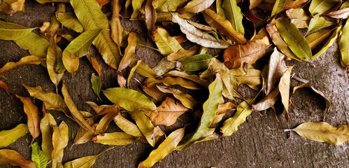 dry leaves