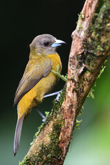 Scarlet-rumped Tanager perched on branch