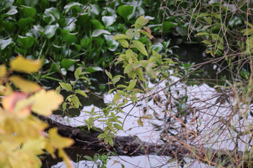 leaves on the ground