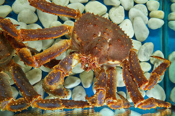 Large king king crab in an aquarium with white stones. The view from the top.