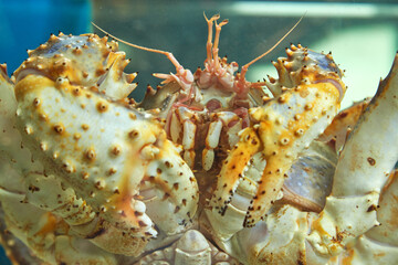 Close-up of the Kamchatka crab's face in the fish market aquarium. Delicacies from the sea.