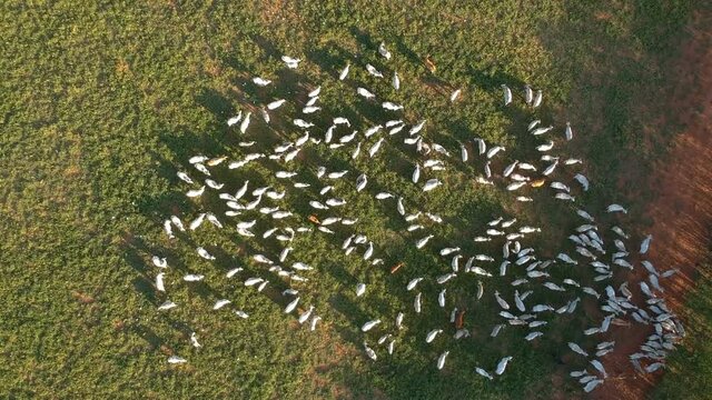 Aerial view of Nellore cattle on pasture in Brazil