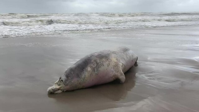 Grey seal washed ashore on the Dutch north sea coast near The Hague