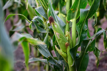 Corn cob growing on plant, Buenos Aires Province, Argentina