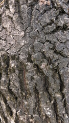  crack adventitious roots and burls making different looks of the wood in Taiwan forest  texture closeup 