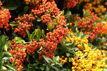 Pyracantha branches with bright orange ripe berries.