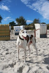 beautiful galgo is standing in the sandy beach with many beach chairs in the background