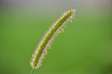 Close-up shot of  Grass seed head with dew.