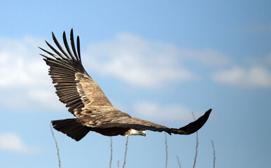 Aigle royal en vol