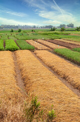 Fototapeta na wymiar Rice paddy field farm in Vietnam