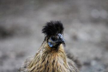 Poule