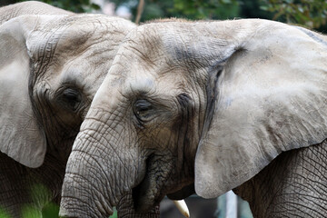 Eléphant d'afrique