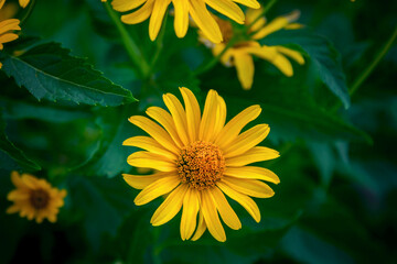 Close up beautiful bright yellow Heliopsis helianthoides  flowers also called rough oxeye or false sunflower, growing on the meadow. Summer blooming nature.