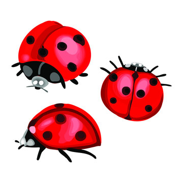 a set of images of ladybugs