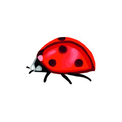 Cartoon vector illustration of ladybird