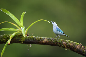 Blue-gray tanager perched on bromelia branch