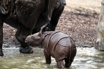 Rhinocéros Unicornis