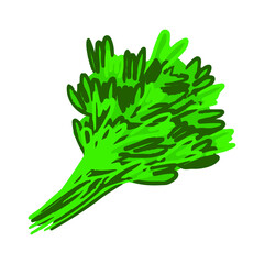 edible verdure for salads in vector illustration