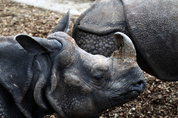 Rhinocéros Unicornis