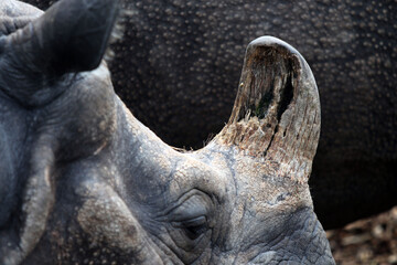 Fototapeta premium Rhinocéros Unicornis