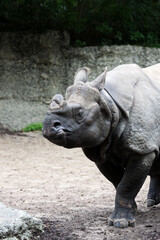 Fototapeta na wymiar Rhinocéros Unicornis