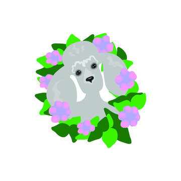 Dog breed Poodle in a beautiful frame with flowers and leaves