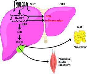 anatomy heart of illustration