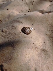  shell on the beach