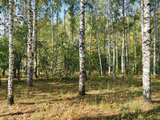 birch grove on a sunny autumn day