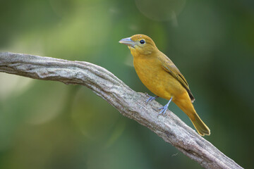 Summer tanager perched on branch