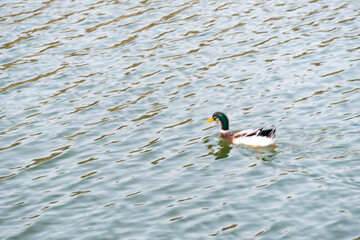 Beautiful natural landscape in summer. Cute ducks enjoying the summer on the lake