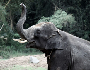 &Eacute;l&eacute;phant d'asie