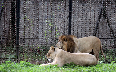 Lion et lionne