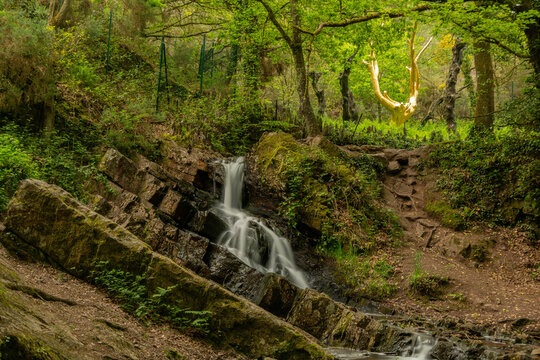 l'arbre d'or en for&ecirc;t de Broc&eacute;liande