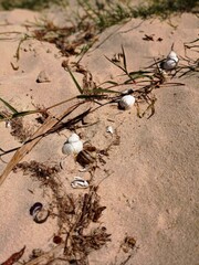 seashells on the sand