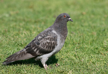 pigeon