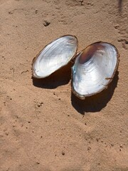 Fototapeta na wymiar river shell
