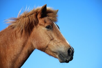 Obraz na płótnie Canvas head portrait on a brown icelandic horse with the blue sky in the background