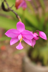 close up of pink flower