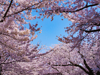 桜　お花見　兼六園　金沢　石川県　春　
