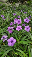 Stock Photo - Waterkanon or Watrakanu or Minnieroot or Iron root or Feverroot or Popping pod or Cracker plant or Trai-no or Toi ting.