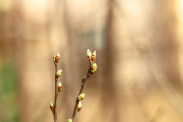 Large buds on the branch of a tree blooming in the spring. Background. Copy space.