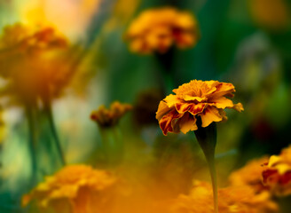orange marigold in the garden
