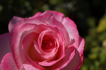 Pink and White Flower of Rose 'Nicole' in Full Bloom
