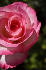 Pink and White Flower of Rose 'Nicole' in Full Bloom
