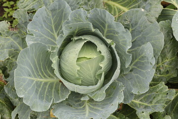 Obraz premium cabbage in the field