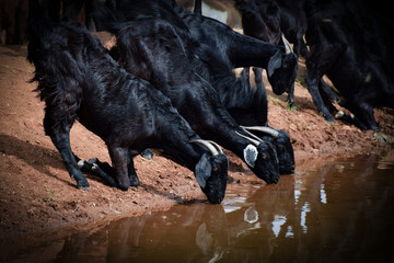 Goats drinking from a watering hole