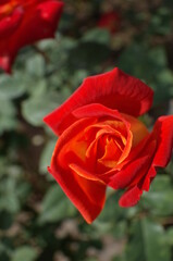 Orange blend Flower of Rose 'Nishiki-e' in Full Bloom
